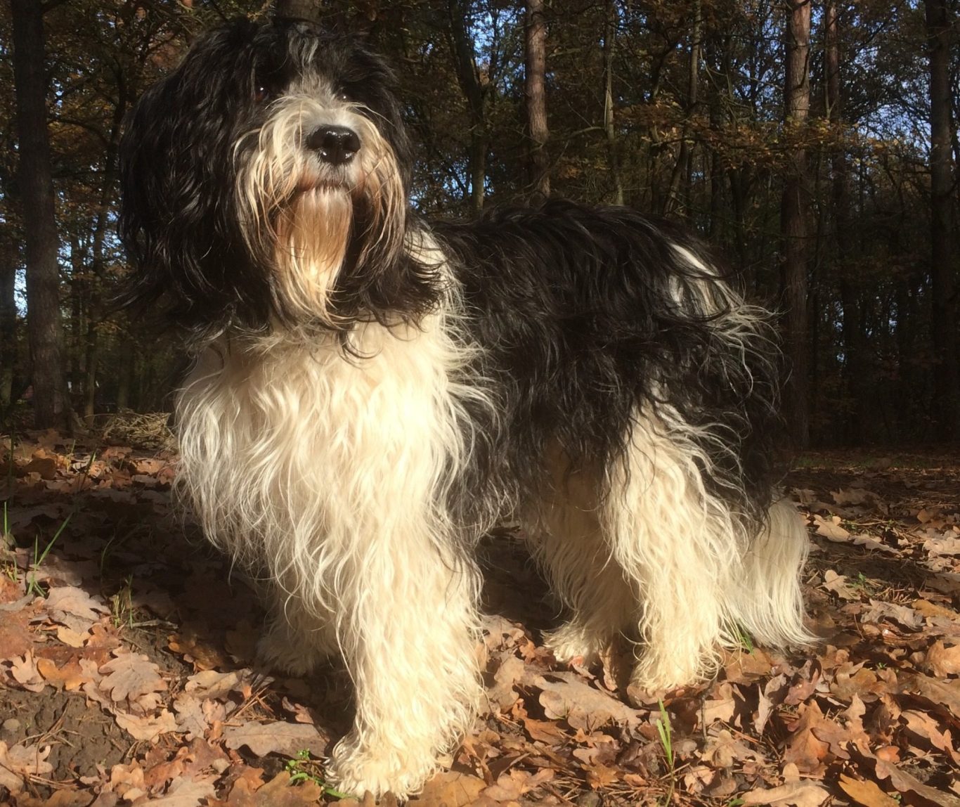 Ditta Does van Reurik