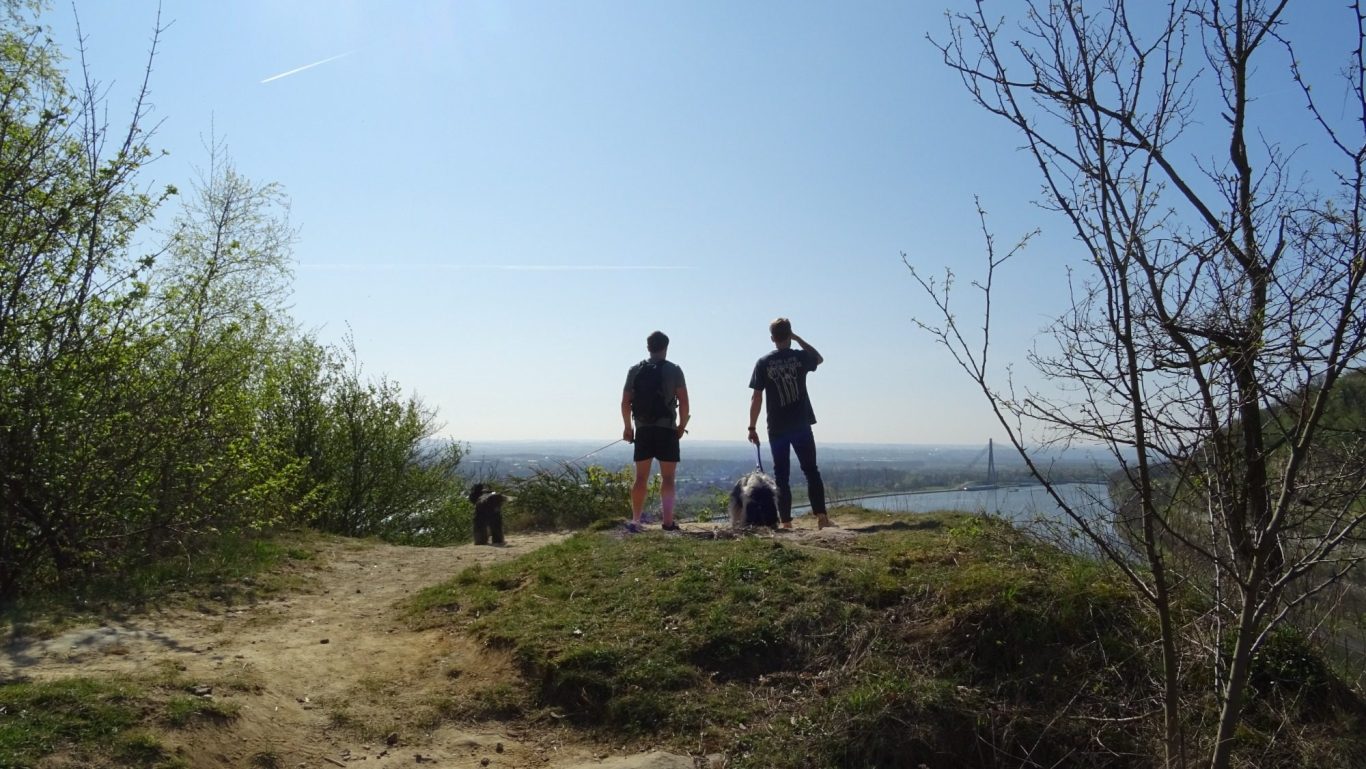 Schapendoezen die wandelen, klimmen en springen