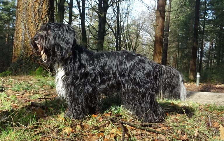 schapendoes pleun van overvecht