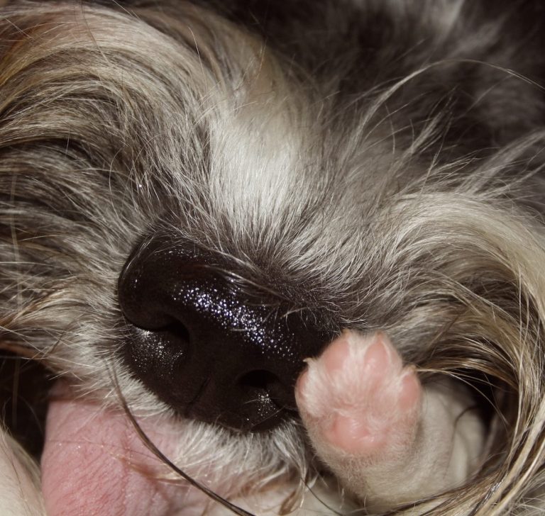 moederhond verzorgt pup