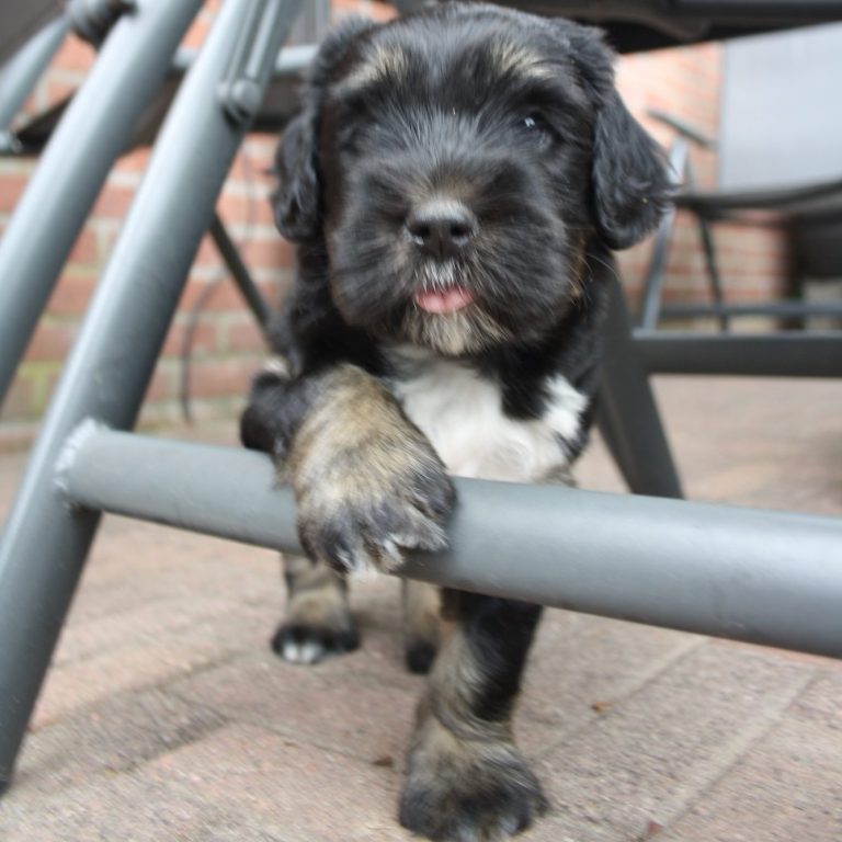 schapendoes black-tan-wit onder tuinstoel