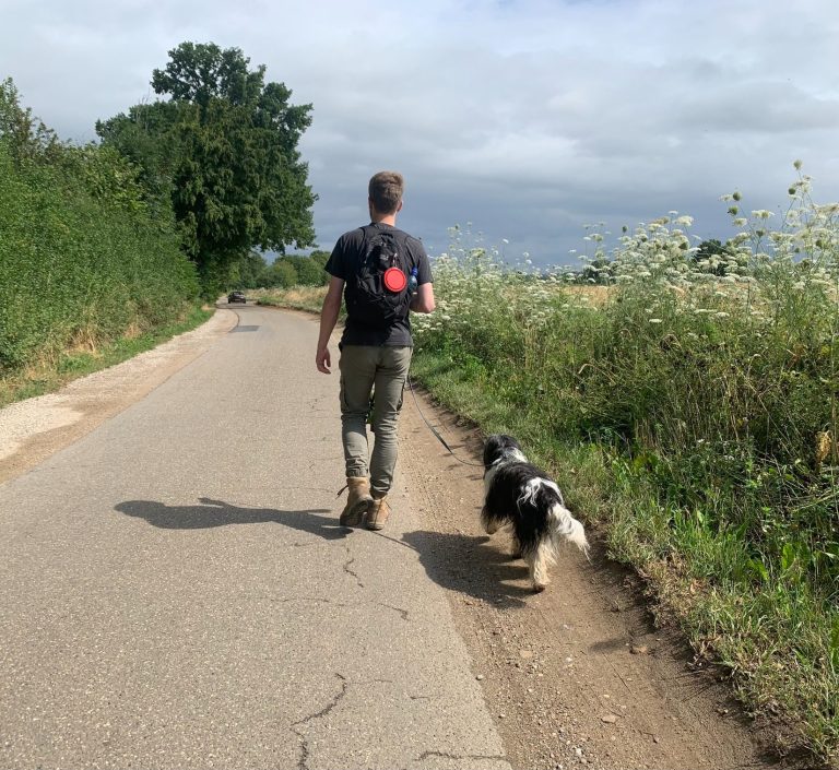 Schapendoezen in Limburg