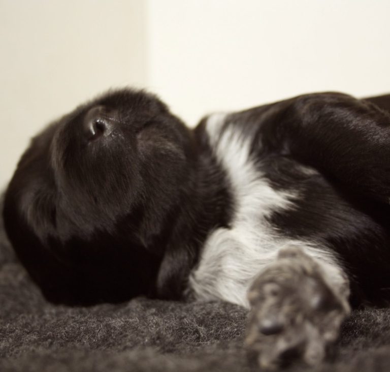 slapende schapendoes pup