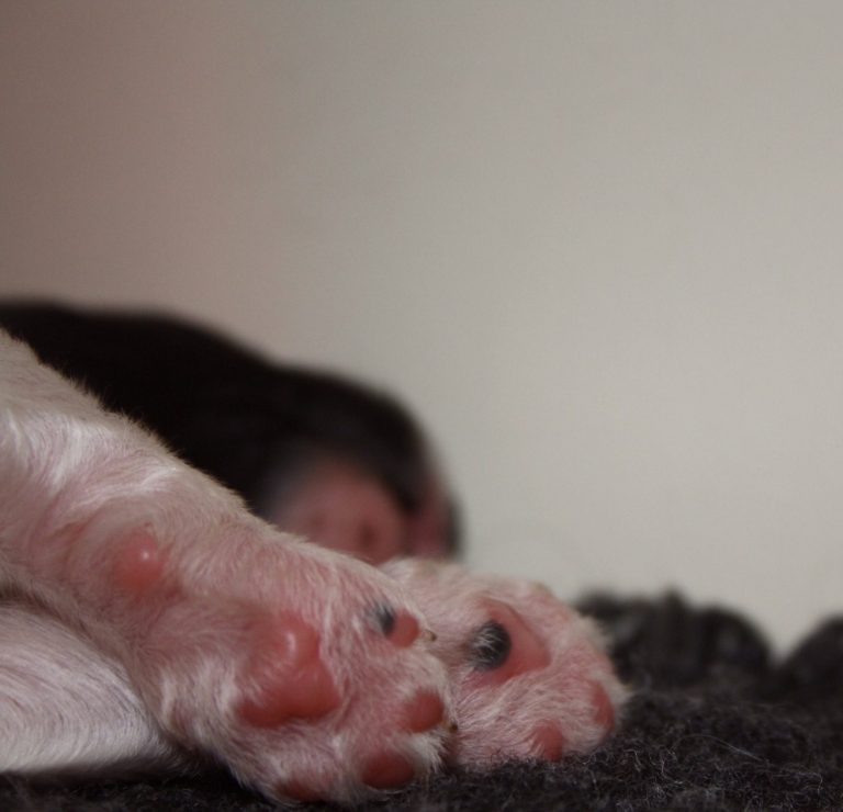 pootjes schapendoes pup